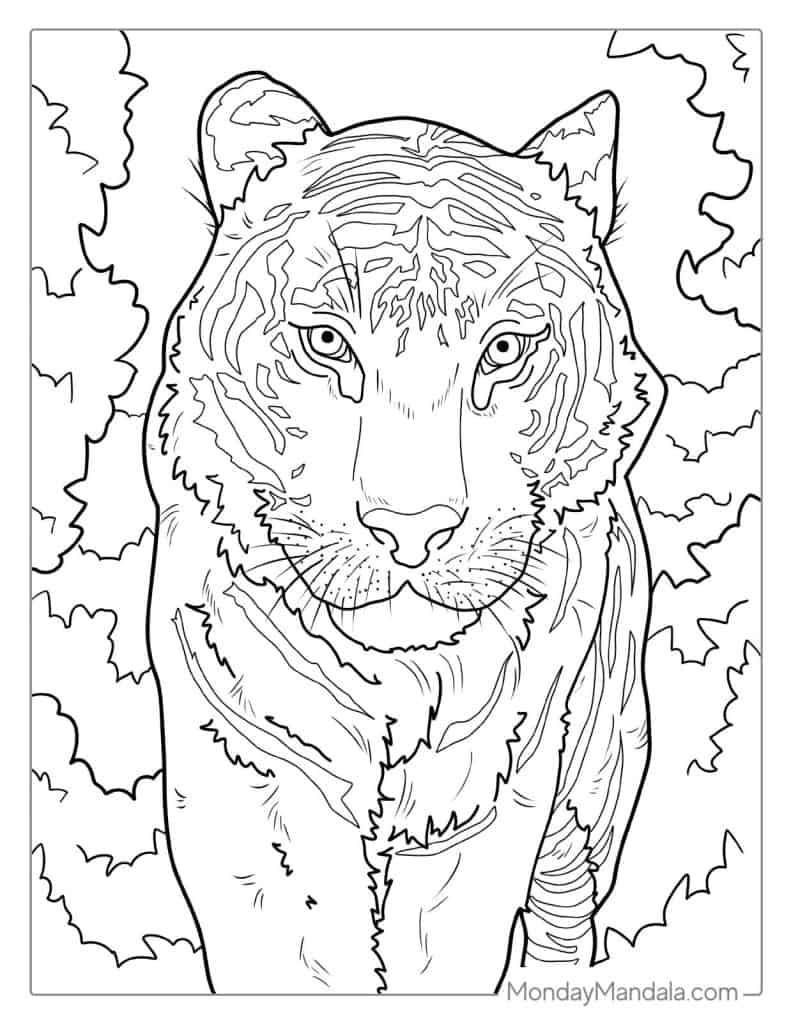 40 Tiger Coloring Pages (Free Pdf Printables) for Printable Picture Of A Tiger