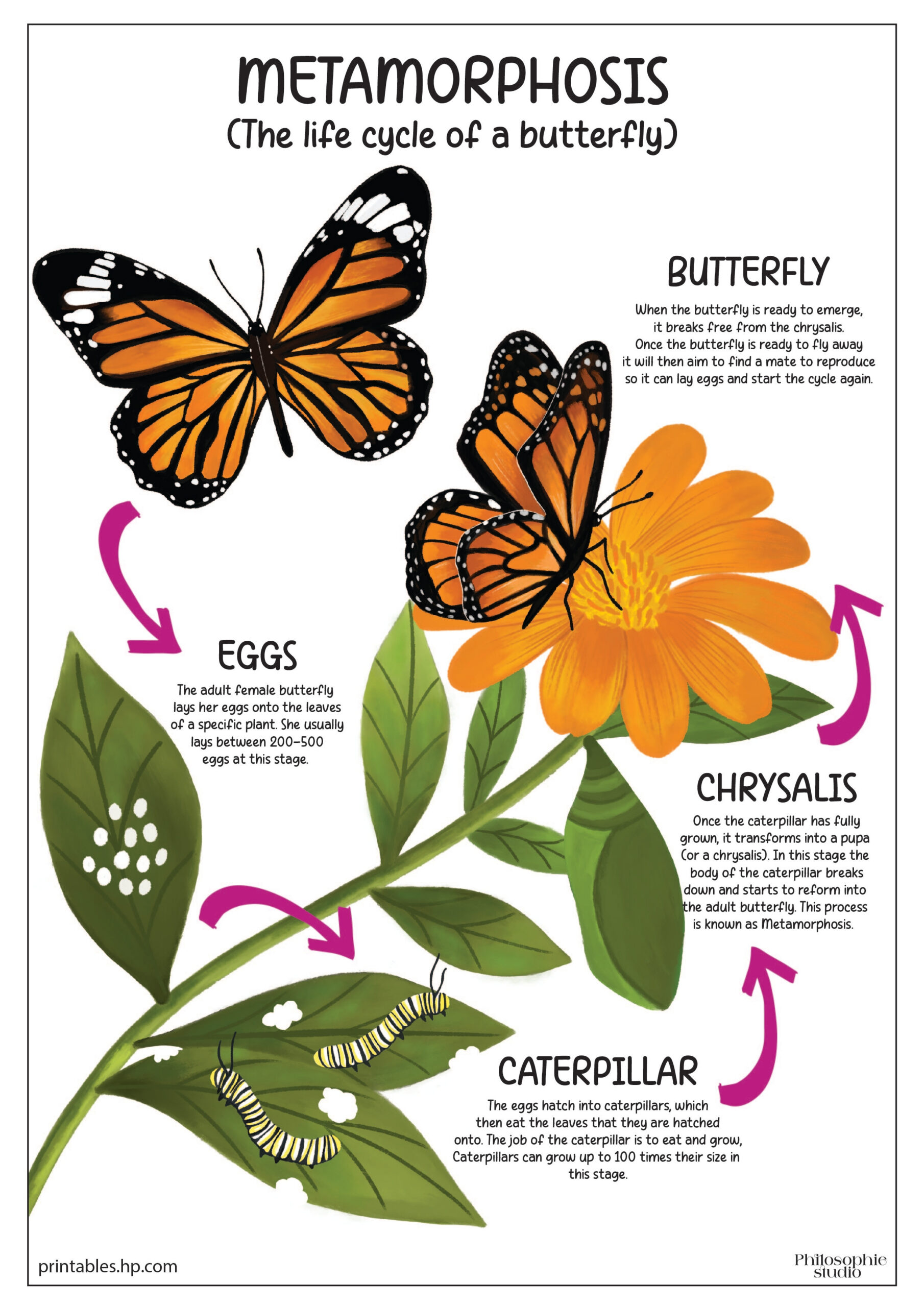 Back To School | The Life Cycle Of A Butterfly | Printables - Free with Life Cycle of a Butterfly Printables
