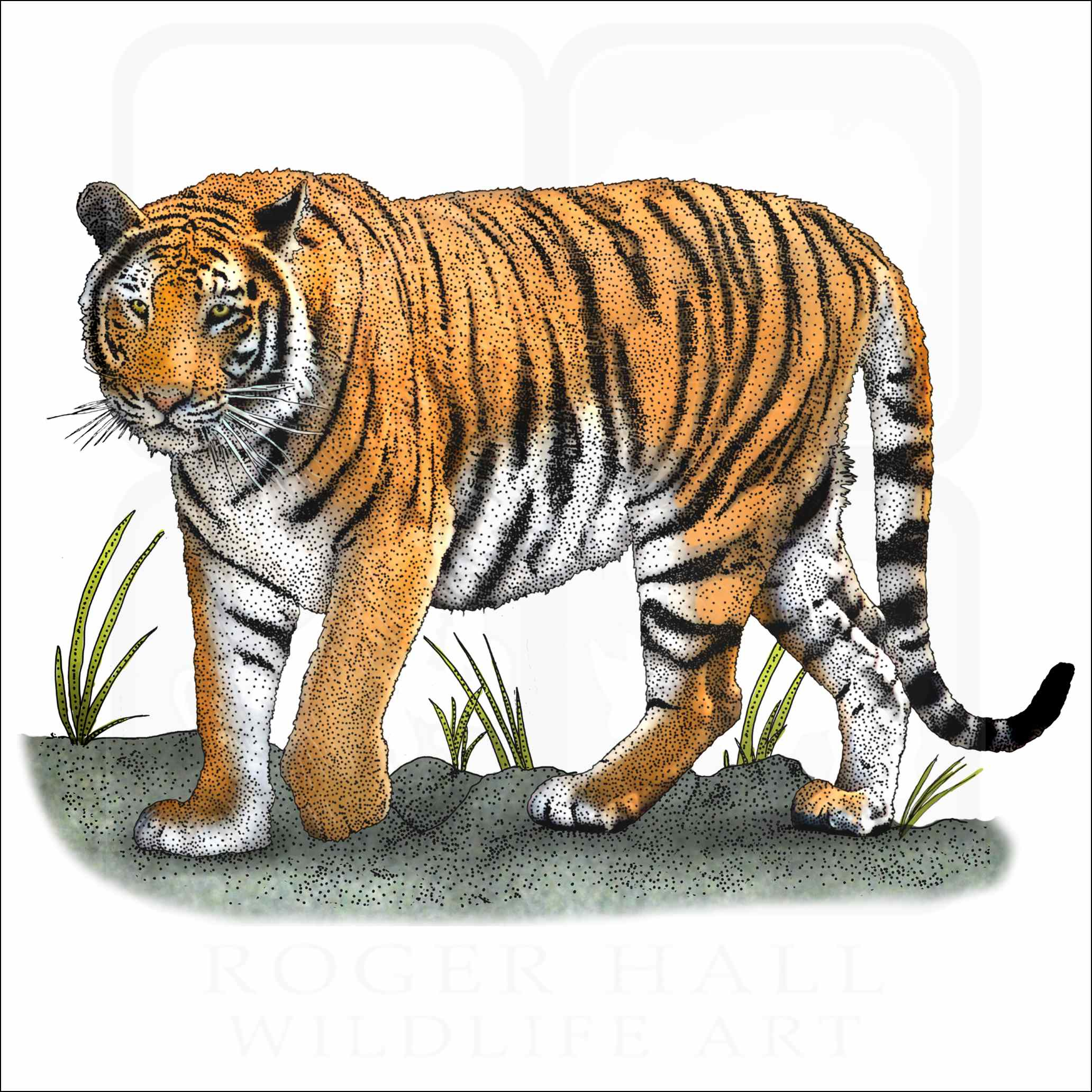 Bengal Tiger - Signed Fine Art Print - Worksheets Library intended for Printable Picture of a Tiger