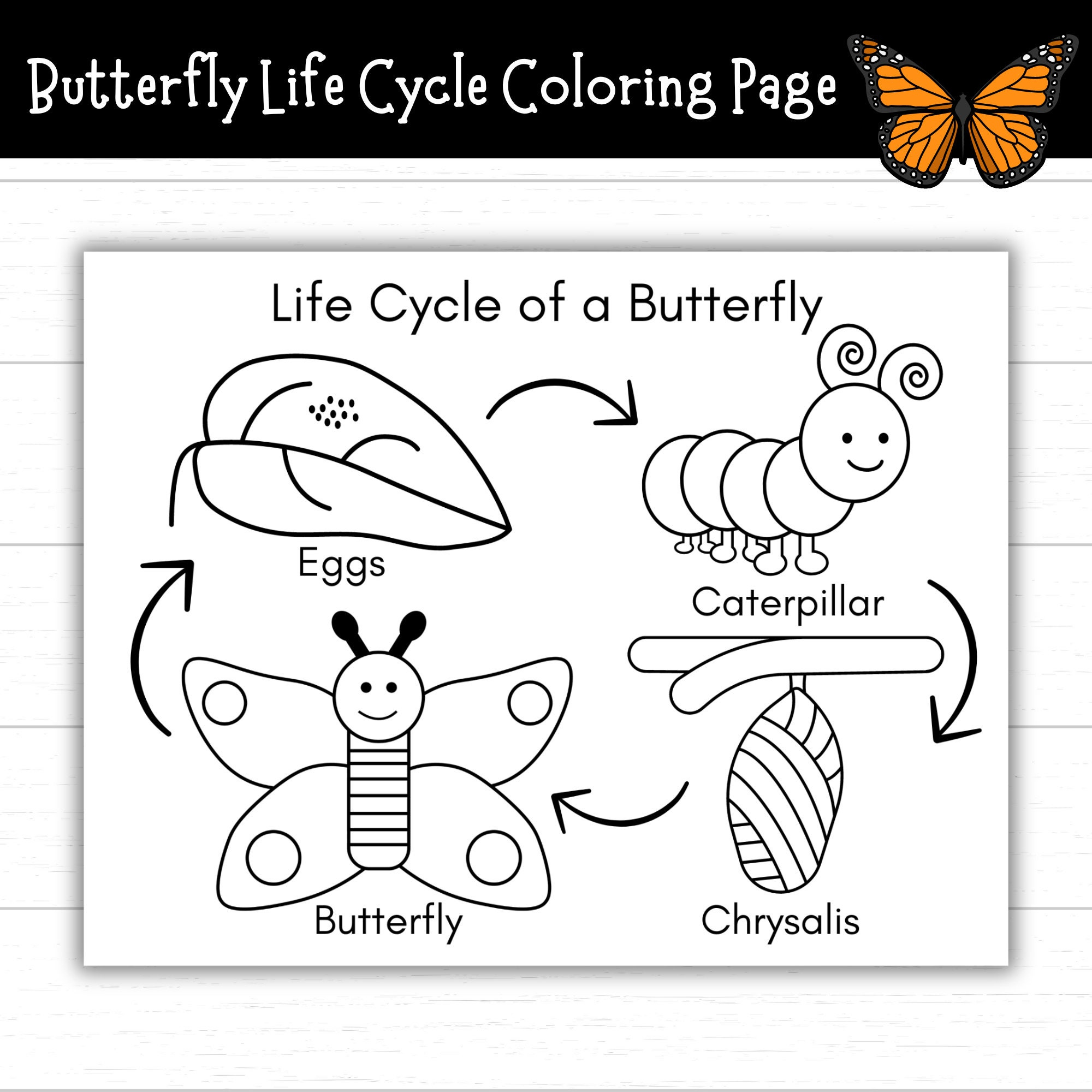 Butterfly Life Cycle Coloring Page, Printable Life Cycle Of A pertaining to Life Cycle Of A Butterfly Printables